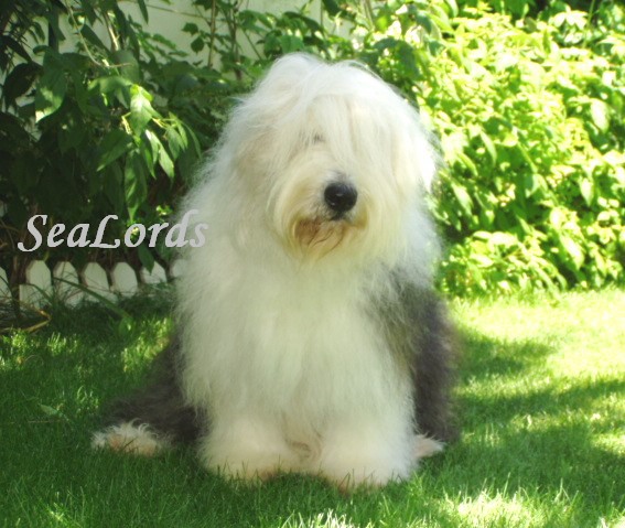 Sealords Back to the future