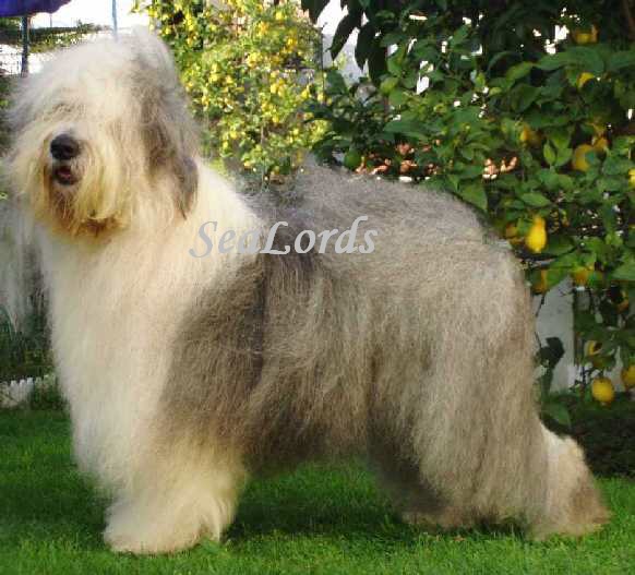 CH. Sealords Dragonheart