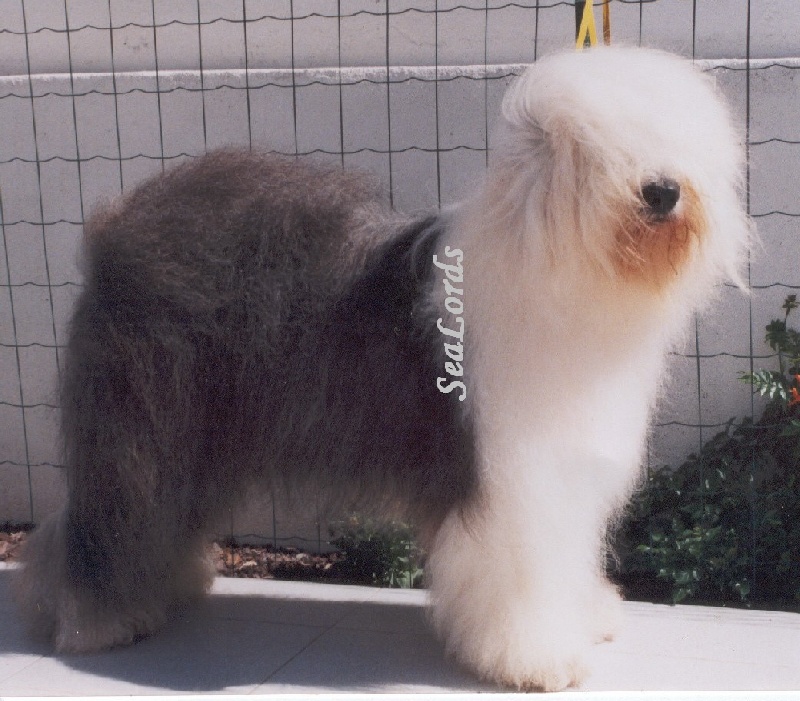 CH. Sealords Breakfast at tiffany's