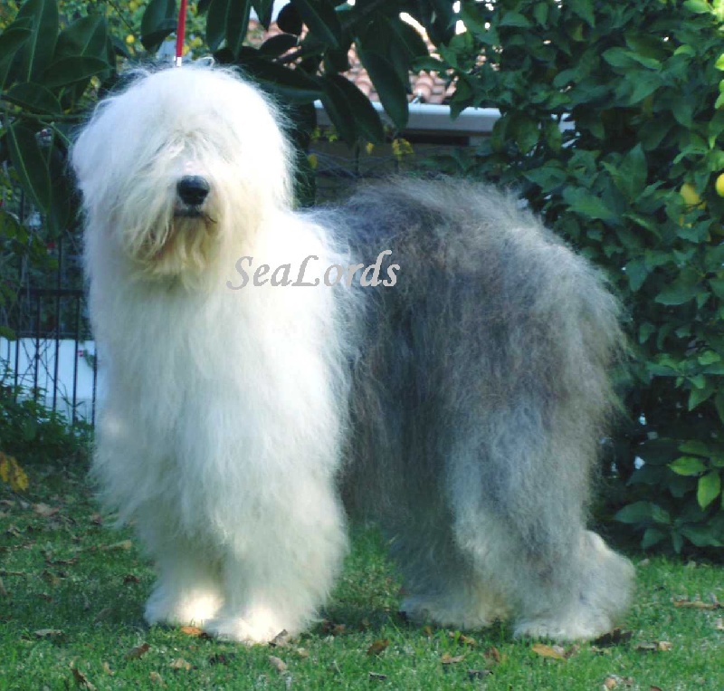 CH. Sealords Eight Days a Week