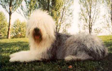 Fleur d' al sola de bonabosc