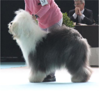 CH. auriga's Woody woodruff