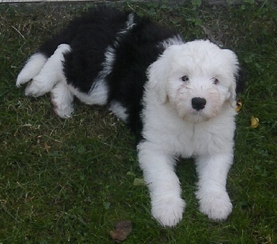 Sealords - Resumé de l'année 2011